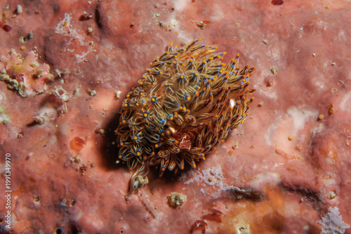 Fotografie Janolus eximius nudibranch resting on coralline algae, temperate reef macro, Wel