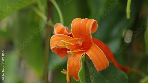 Orange Pyrostegia Venusta Flowers in Garden.