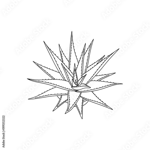 Aloe Vera Plant with Spiky Leaves on White Background