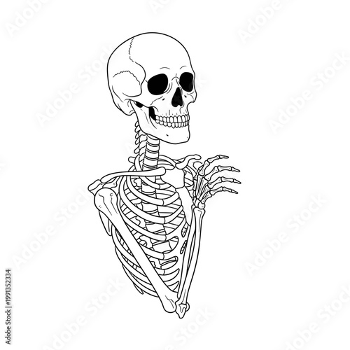 Anatomical illustration of a skeleton waving cheerfully