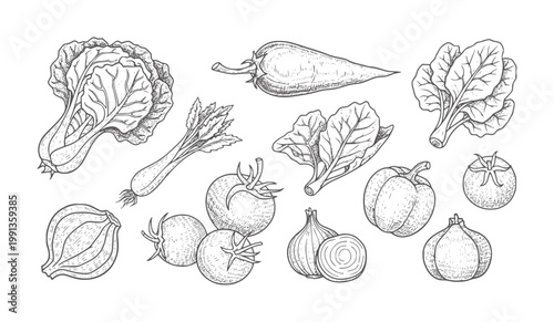Hand drawn of assorted vegetables including lettuce tomato pepper onion and spinach