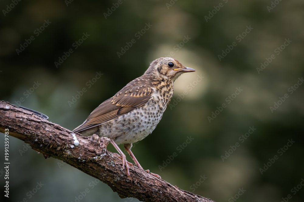 Obraz premium Close up wildlife portrait of a juvenile song thrush showing finely spotted breast, soft brown feathers and a slender beak with visible gape. The young European bird is captured in sharp detail