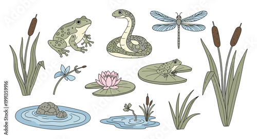 Collection of freshwater pond creatures and aquatic plants perfect for nature education materials and wildlife themes.