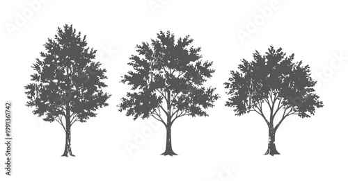 Three dark grey deciduous trees with textured bark and full canopies silhouette