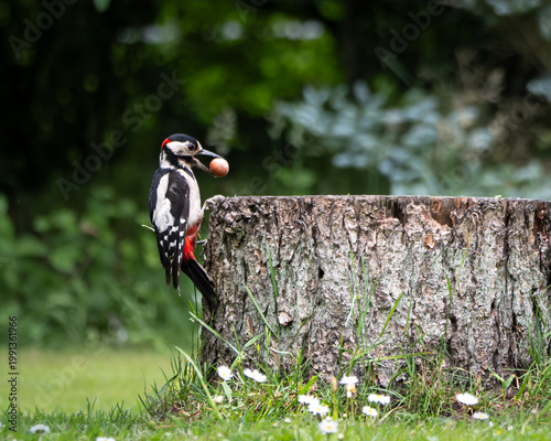 Wildlife image of a great spotted woodpecker standing on a large tree stump while holding a nut in its beak. The black white and red bird is captured in a natural forest environment with soft green