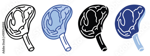 Stylized human kidney organ representation for medical anatomy study and healthcare educational materials