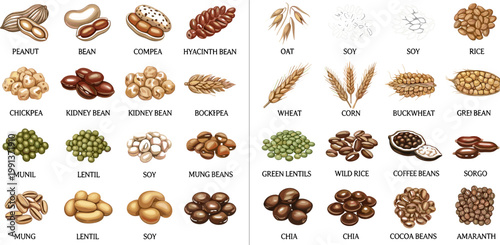 Detailed Legume and Grain Collection Set with Peanut Chickpea Lentil Mung Bean Wheat Oat Rice Coffee and Chia for Food Design