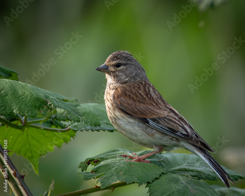 Fotografie Young common linnet captured mid-landing with wings spread over lush green nettle leaves in soft summer sunlight