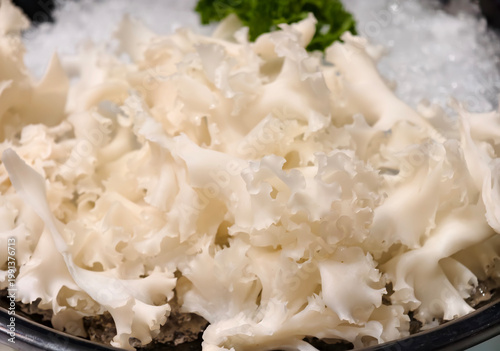 Close-up fresh white Cauliflower Mushroom (Sparassis crispa) served on crushed ice