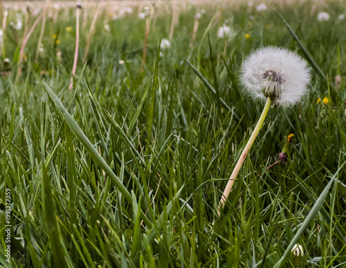 Dandelion Weed in Unkempt Lawn Grass with Copy Space