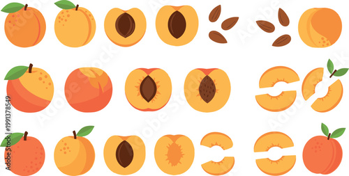 Apricot fruit collection with whole, halves, slices and seeds, fresh juicy summer food vector illustration set isolated