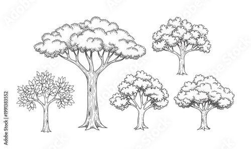 Hand drawn of five diverse trees white nature plant botanical vintage