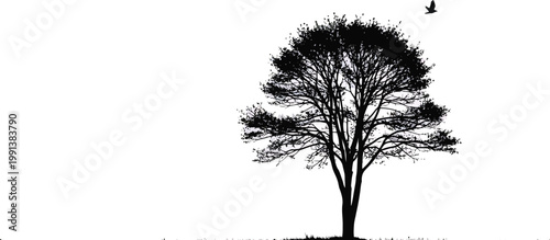 Bare Tree Silhouette on White Background