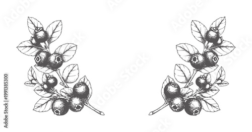 Two dark grey blueberry branches with leaves white leaf fruit