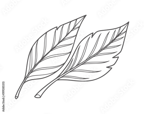 Two delicate line leaves with visible veins a white leaf nature plant botanical