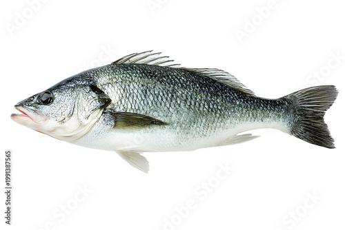 Asian seabass fish. Barramundi (Lates calcarifer) is species of catadromous fish in family. Realistic animal fish clipart template pattern. Isolated on cut out PNG or transparent background