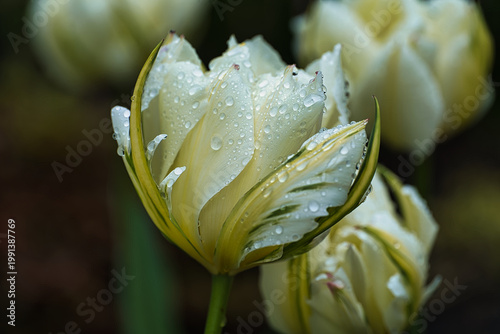 Εκτύπωση καμβά White Tulip Macro with Dew Drops