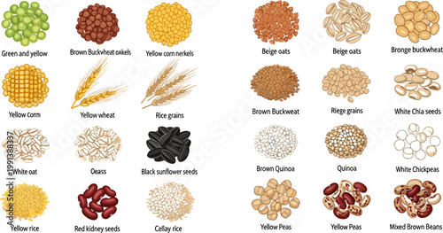 Detailed Grain Seed and Legume Collection Set with Wheat Oats Buckwheat Quinoa Chia Rice Chickpea and Bean for Food Design