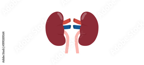 Human Kidney Anatomy Medical. Vector Illustration.