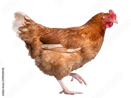 Fotografía Brown farm hen with beautiful reddish-brown feathers, walking across the frame, isolated on a transparent background