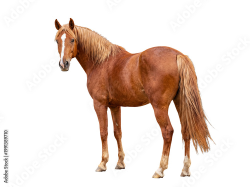 Bild auf Leinwand Stately brown horse looking over its shoulder with a curious gaze, majestic animal captured in a studio setting