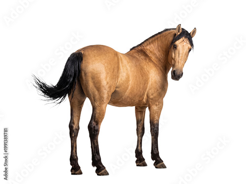 Tableau sur toile Beautiful buckskin horse standing calmly, turning to look back, showcasing its elegant form