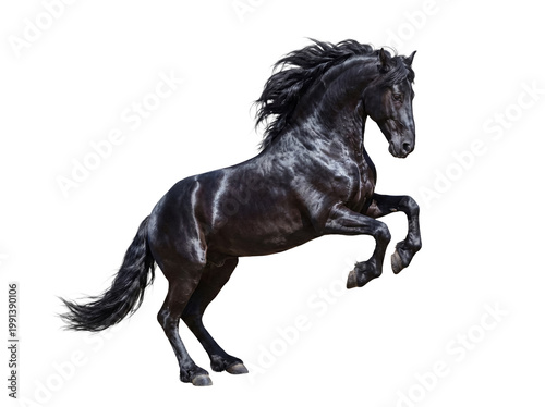 Foto Dynamic black Friesian horse rearing up powerfully, showcasing its majestic mane and tail, isolated on transparent