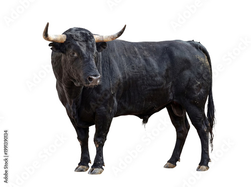 Photos Impressive black bull with sharp horns standing in a three-quarter view, isolated on a transparent background