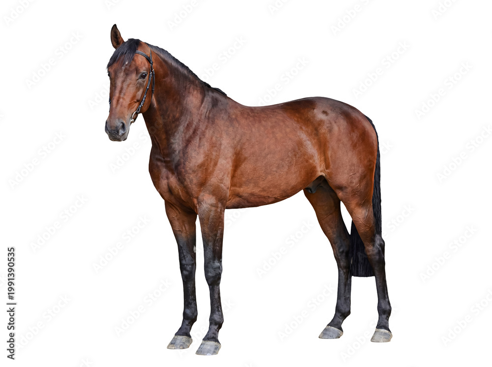 Obraz premium Majestic brown bay horse standing gracefully in a full body pose, isolated on a clean transparent background.
