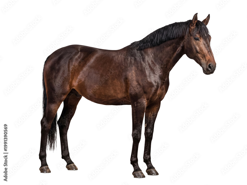 Obraz premium Elegant bay horse with a sleek brown coat and powerful physique, standing gracefully.