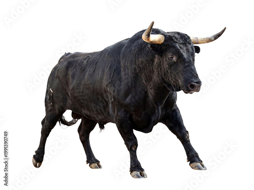 Fotografie Charging black Spanish bull with curved horns in an aggressive pose, isolated on a transparent background