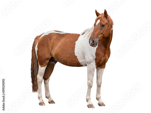 Fotografi Graceful pinto horse, brown and white, standing elegantly on a clean, isolated transparent background
