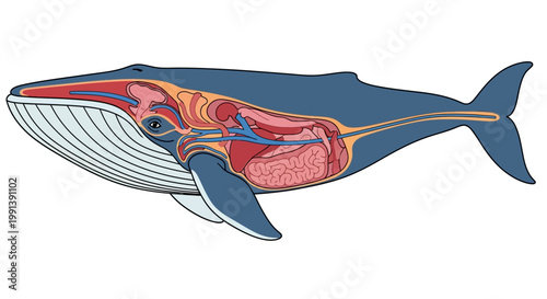 Anatomy of a Blue Whale - Internal Organs and Biological Structure.