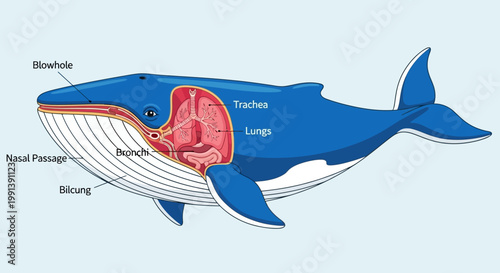 Anatomy of a Blue Whale with Internal Organs Labeled.