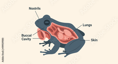 Anatomy of a Frog - Respiratory System Diagram.