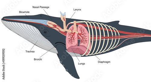 Anatomy of a Whale Respiratory System Diagram.