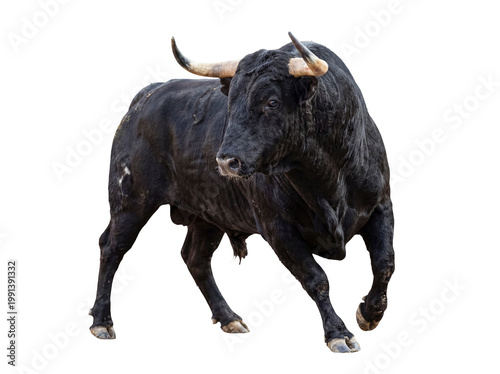 Photos Dynamic black bull with prominent horns, captured in a powerful running or moving stance