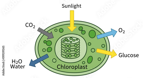 Chloroplast Photosynthesis Diagram with Inputs and Outputs.