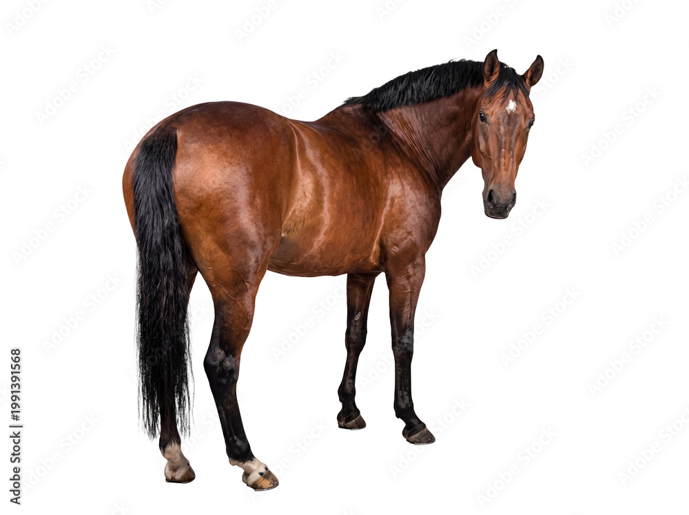 Obraz premium Regal brown horse with an attentive gaze, looking over its shoulder.