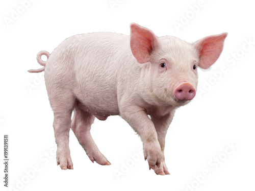 Billede på lærred A cute pink piglet with a curly tail takes a step forward, full of energy and playful charm