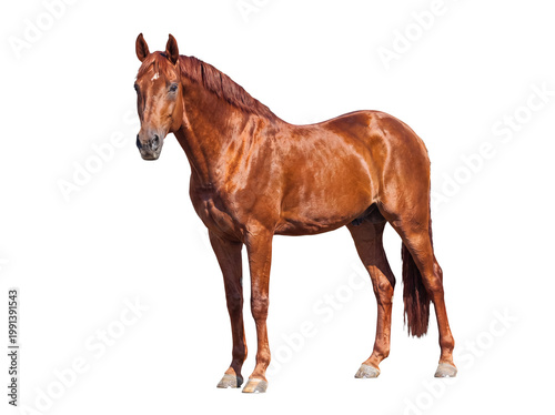 Obraz na plátně Majestic chestnut horse standing confidently, displaying its strong physique, isolated on a transparent background
