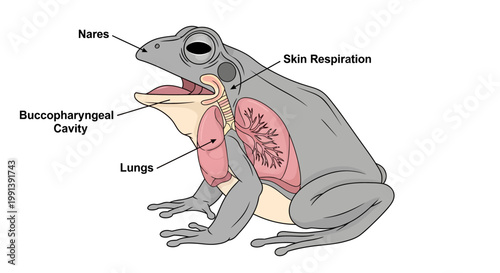 Detailed Diagram of Frog Respiratory System Anatomy.