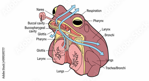 Detailed Diagram of Frog Respiratory System Anatomy.