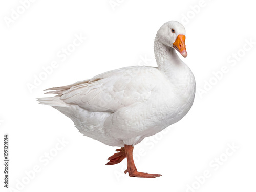 Foto White domestic goose walking, with one leg raised, showcasing its elegant gait and pure white plumage