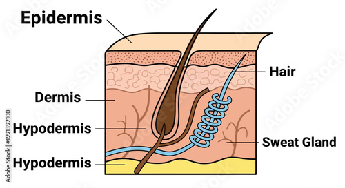 Detailed Diagram of Human Skin Layers and Hair Follicle Anatomy.