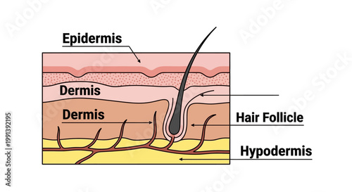 Detailed Diagram of Human Skin Layers and Hair Follicle Structure.