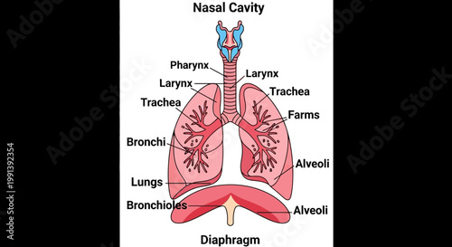 Detailed Diagram of the Human Respiratory System Anatomy.