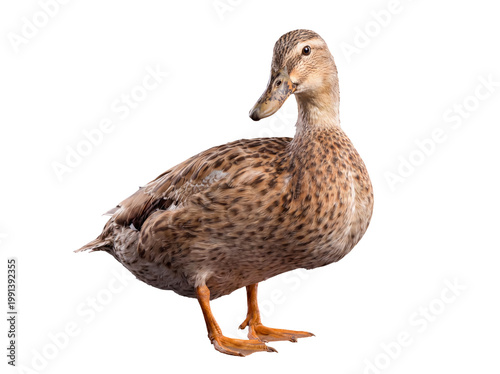 Photos Alert brown female mallard duck looking directly forward, standing alone on a transparent background