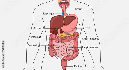 Human Digestive System Anatomy Diagram with Labeled Organs.