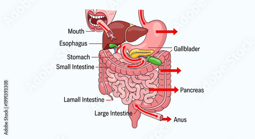 Fotografía Human Digestive System Anatomy Diagram with Labeled Organs and Food Path